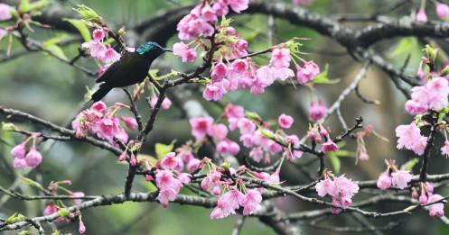 Sau Tết âm lịch, thị trường có "tặng hoa" cho nhà đầu tư chứng khoán?