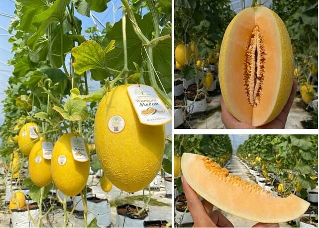 Điều ít biết về 2 công ty trồng trọt của trùm môi giới bất động sản Đất Xanh
