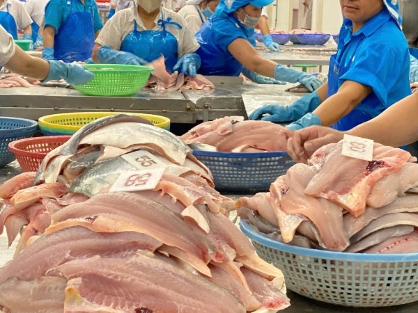 Xuất khẩu cá tra tăng mạnh ngay từ đầu năm 2025