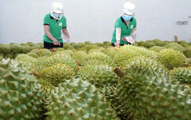 Có hay không việc giả mạo hồ sơ xuất khẩu sầu riêng?