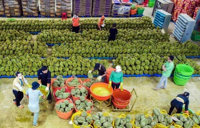 Có hay không việc giả mạo hồ sơ xuất khẩu sầu riêng?