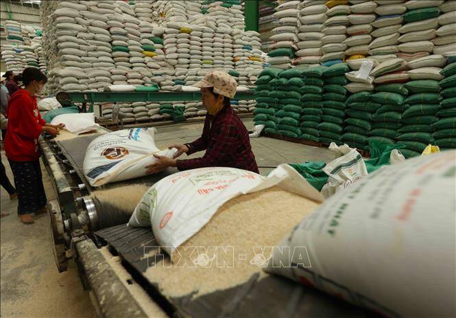 Giá gạo Việt Nam xuất khẩu giảm về sát 400 USD/tấn