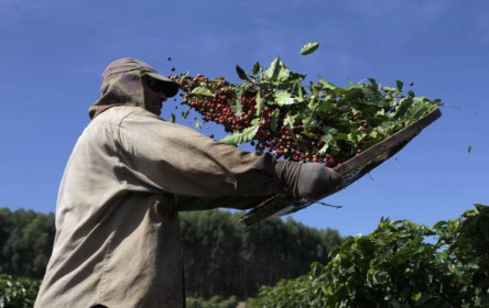 Dòng tiền nóng đặt cược vào nông sản nhiệt đới giữa biến đổi khí hậu