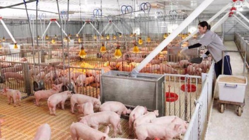 Giá lợn hơi tăng cao, liệu có lo thiếu thịt?