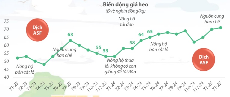 Giá heo hơi “đỉnh nóc kịch trần”, nhóm chăn nuôi heo lãi khủng năm 2024