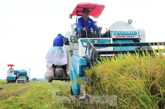 Vì sao gạo Việt xuất khẩu nhiều nhưng tiền thu về ít?