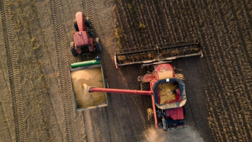 Ngành nông nghiệp Mỹ chật vật trước áp lực thuế quan