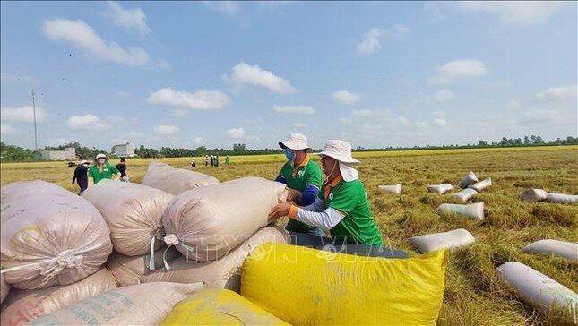 Ấn Độ dỡ lệnh cấm xuất khẩu gạo gây sức ép gì cho Việt Nam?