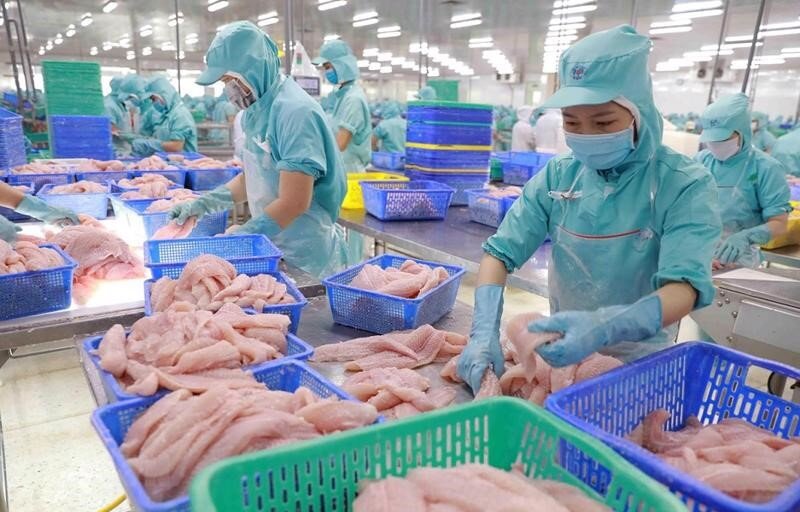 Ngành cá tra Việt Nam hưởng lợi từ chính sách thuế mới của Mỹ