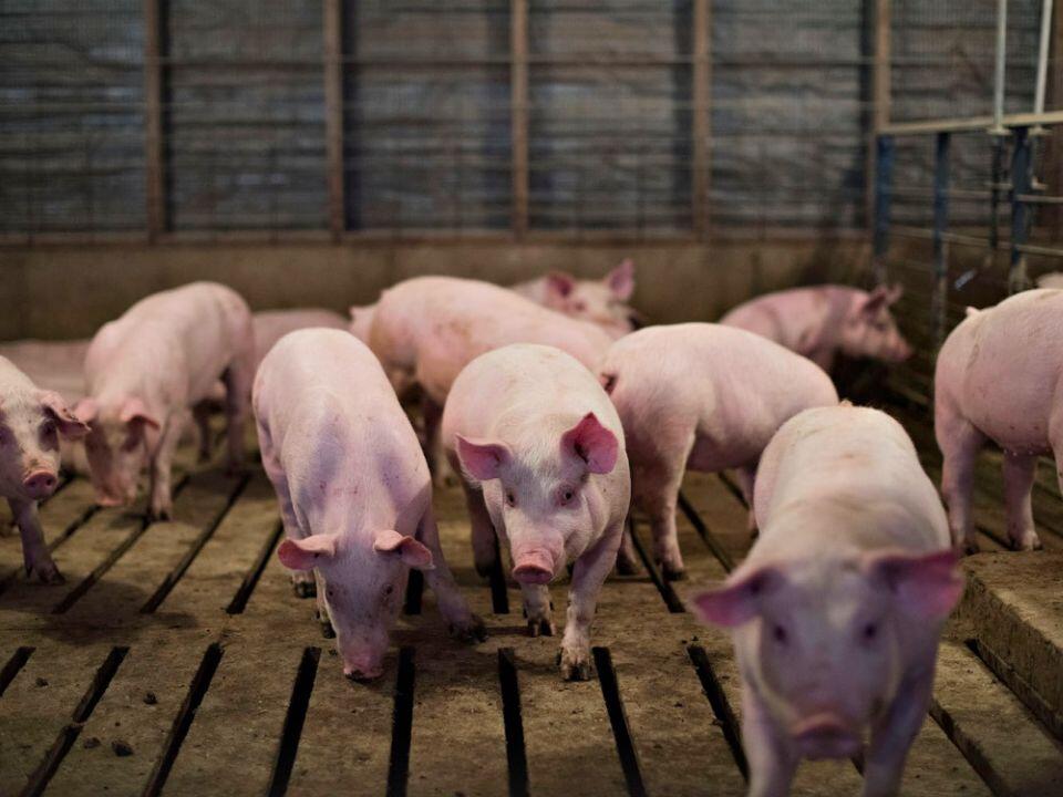 Giá heo hơi ngày 18/3/2025: Cả ba miền tiếp tục giảm sâu