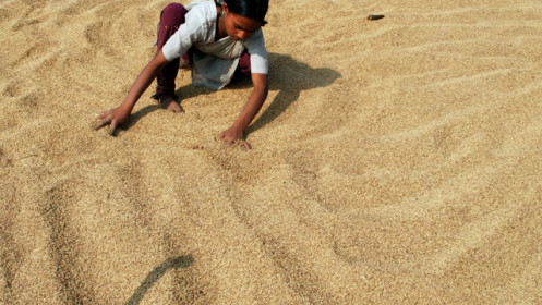 Giá gạo thế giới giảm mạnh: Người mừng, kẻ lo