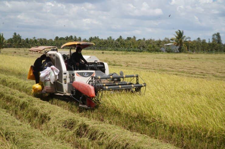 Lúa được mùa lại được giá, nông dân miền Tây ngồi bờ ruộng “đếm tiền”