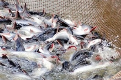 VHC – Tiếp tục tích cực (Kỳ 2)