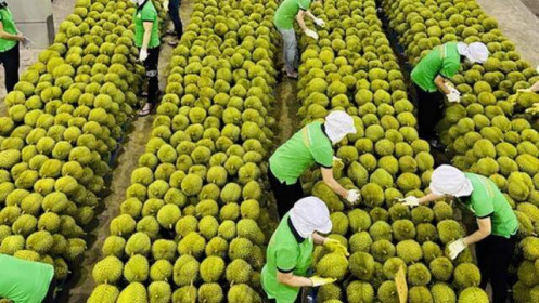 Giá trị xuất khẩu rau quả quý 1 giảm 11,3%