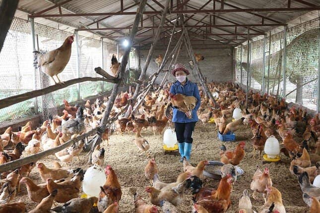 Nước nổi tiếng kiểm dịch gắt gao cấp phép nhập trứng, thịt gia cầm Việt ảnh 2
