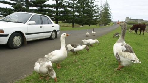 Thương mại với Mỹ chưa tới 1 triệu USD, vùng lãnh thổ nhỏ của Australia “sốc” vì bị áp thuế đối ứng 29%