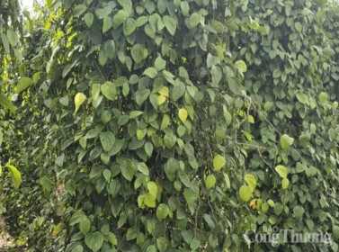 Giá xuất khẩu tiêu đen của Việt Nam đạt gần 6.500 USD/tấn