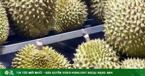 Thực hư sầu riêng bán đầy vỉa hè treo giá 60.000 đồng