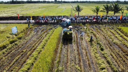 Lúa chất lượng cao, phát thải thấp: làm được nhưng bán cho ai?