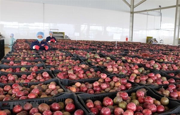 Thêm 4 mặt hàng nông sản xuất chính ngạch sang Trung Quốc