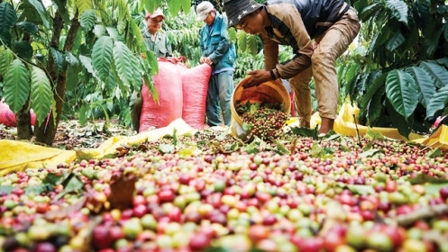 Xuất khẩu nông sản tận dụng “khoảng lặng” để giữ thị trường Mỹ