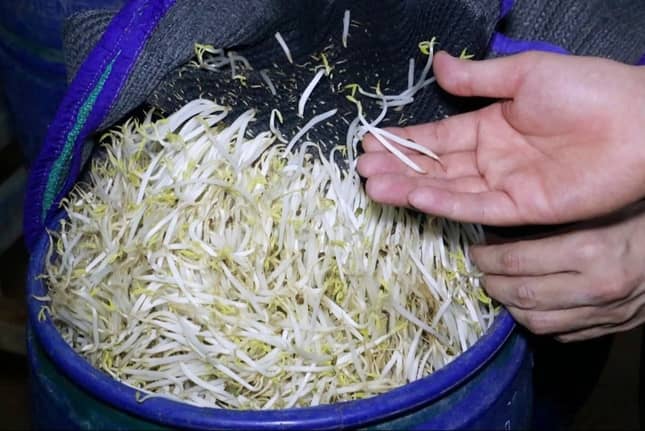 Vụ 3.500 tấn giá đỗ "ngậm" chất cấm tuồn ra thị trường: Trách nhiệm thuộc về ai?