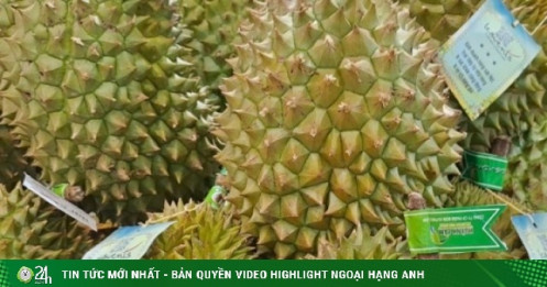 Giá sầu riêng Ri 6 đội gấp 3 từ vườn đến chợ, vì sao?