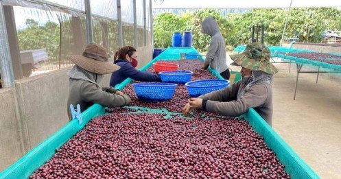 Không phải Việt Nam, nước nào là nhà cung cấp cà phê số 1 cho Thái Lan?