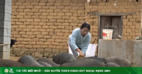 Cử nhân GenZ bỏ phố về quê nuôi lợn, mỗi năm nhẹ nhàng về túi gần 2 tỷ