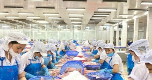 Thị trường đang tiêu thụ cá tra Việt Nam lớn nhất