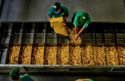 Tập đoàn Công nghiệp Cao su Việt Nam lãi lớn quý 1 nhờ giá bán mủ neo cao