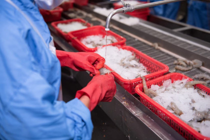 Xuất khẩu tôm Việt Nam sang EU đạt hơn 107 triệu đô la