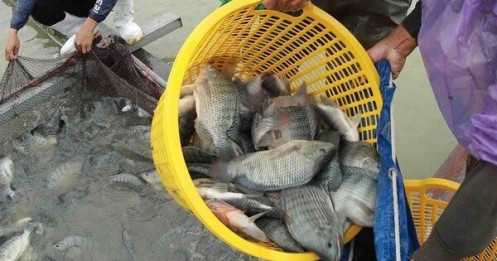Brazil mở cửa trở lại cho cá rô phi Việt Nam