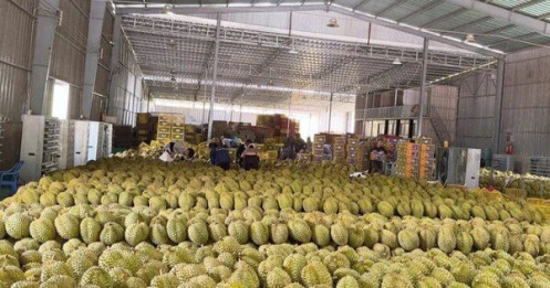 'Vua trái cây' rớt giá thảm: Đằng sau việc nhà nhà, người người trồng sầu riêng