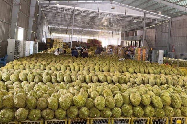 'Vua trái cây' rớt giá thảm: Đằng sau việc nhà nhà, người người trồng sầu riêng