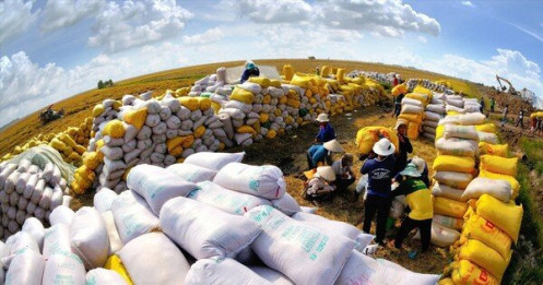 An ninh lương thực châu Á bị đe dọa, gạo Việt đứng giữa 'tâm bão'