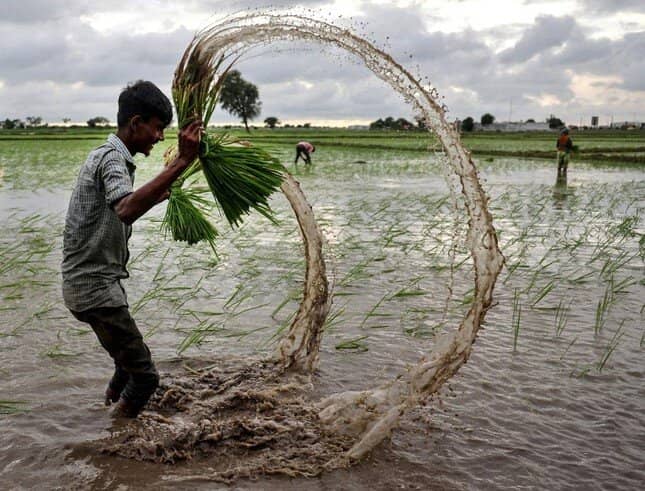 An ninh lương thực châu Á bị đe dọa, gạo Việt đứng giữa tâm bão ảnh 1