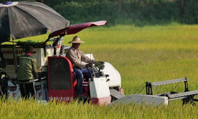 Ngành gạo rơi vào "vùng trũng" lợi nhuận ngay quý đầu năm