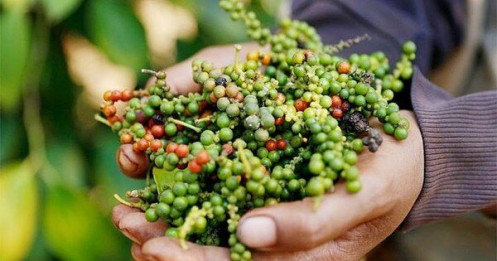 Lý do Việt Nam phải chi hàng chục triệu USD nhập khẩu hồ tiêu mỗi tháng
