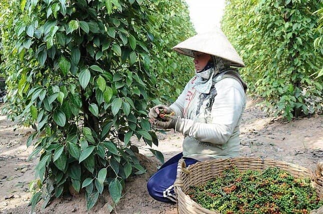 Lý do Việt Nam phải chi hàng chục triệu USD nhập khẩu hồ tiêu mỗi tháng