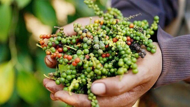 Lý do Việt Nam phải chi hàng chục triệu USD nhập khẩu hồ tiêu mỗi tháng