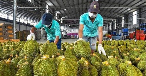 Sầu riêng Thái đi luồng xanh vào thẳng Trung Quốc, vì sao ‘vua trái cây’ Việt vẫn mãi loay hoay?