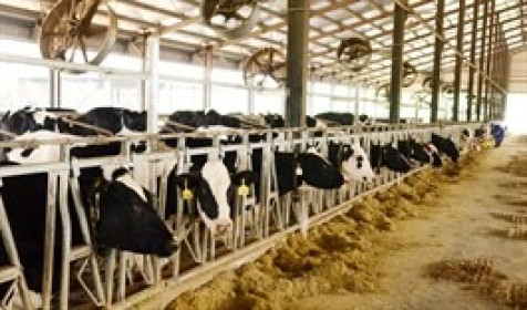 Sữa Quốc tế LOF chi 144 tỷ mua chủ trang trại bò sữa ở Tuyên Quang