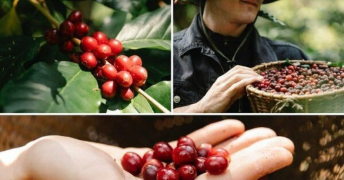 Cà phê Robusta Việt Nam đang bị đe dọa