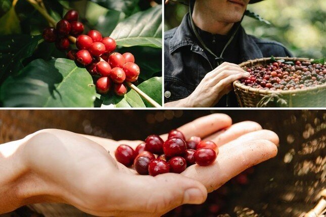 Cà phê Robusta Việt Nam đang bị đe dọa ảnh 1