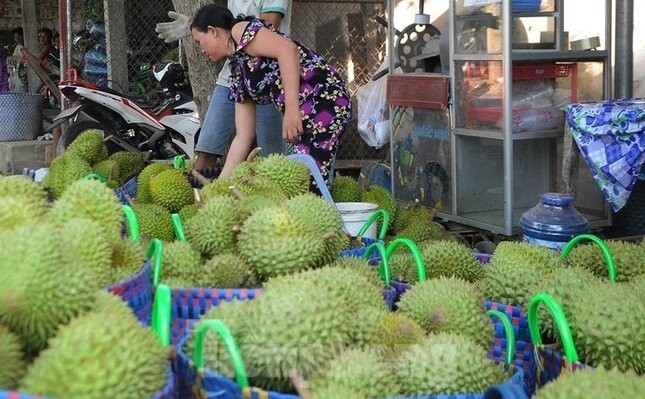 Giá lao dốc, xuất khẩu bất thành, người trồng sầu riêng xoay xở ra sao?