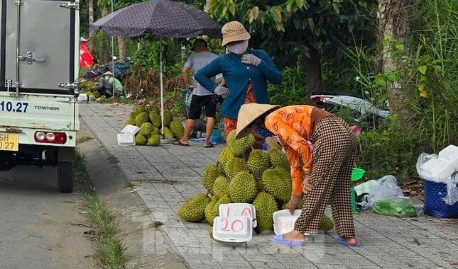 Giá lao dốc, xuất khẩu bất thành, người trồng sầu riêng xoay xở ra sao?