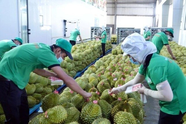 Sầu riêng Việt Nam sẽ đi đâu về đâu?