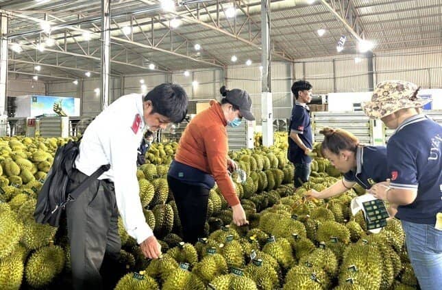 Sầu riêng Việt Nam sẽ đi đâu về đâu?