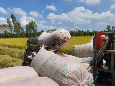Giá gạo xuất khẩu vẫn dưới 400 đô la Mỹ/tấn
